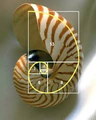 Caracol de Fibonacci